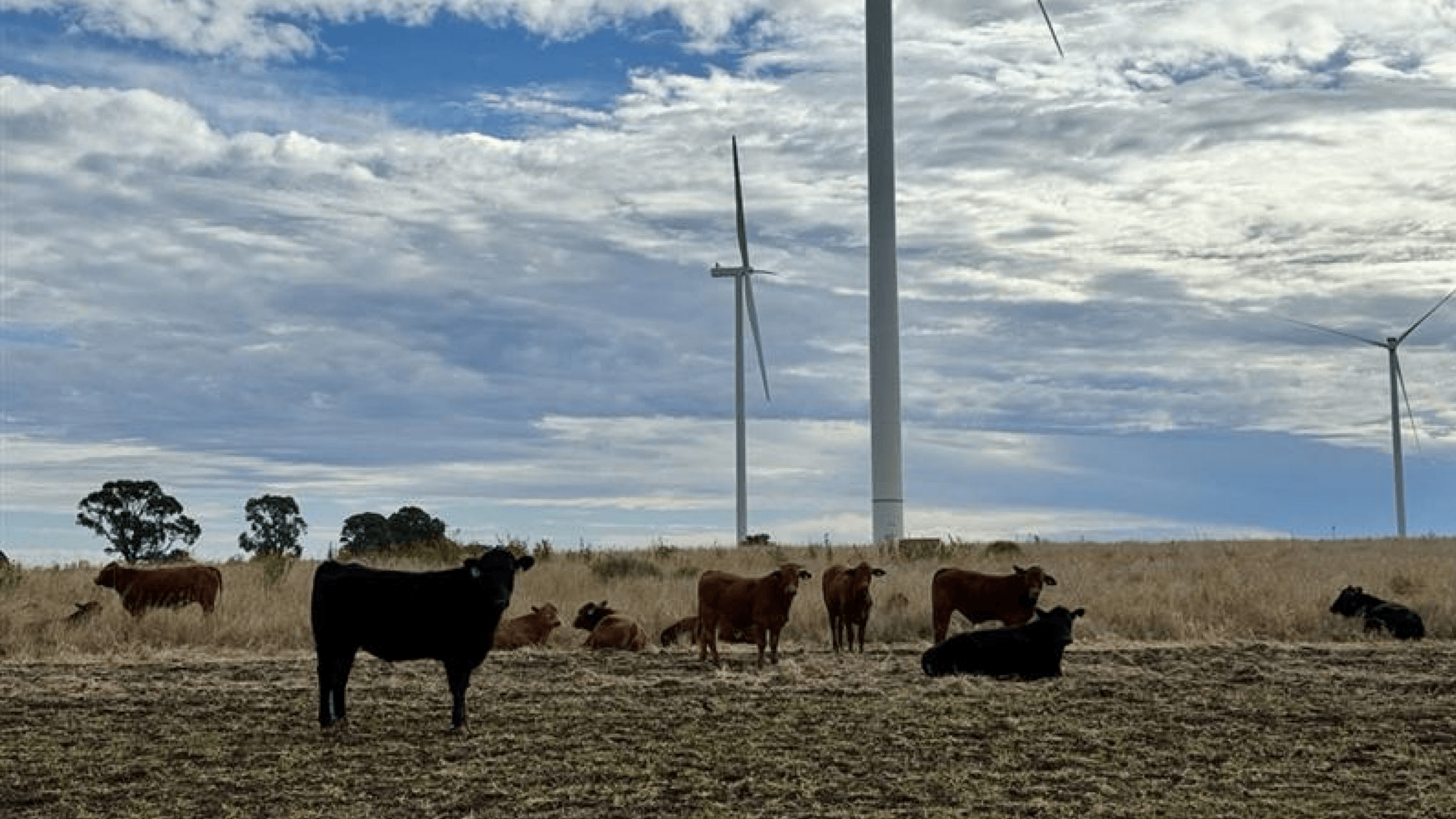 Can you farm around wind turbines